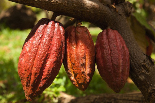 Какао (какао-бобы)